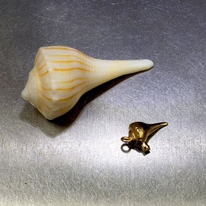 spiral seashell 3d-scanned