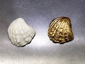 3d-scanned seashell